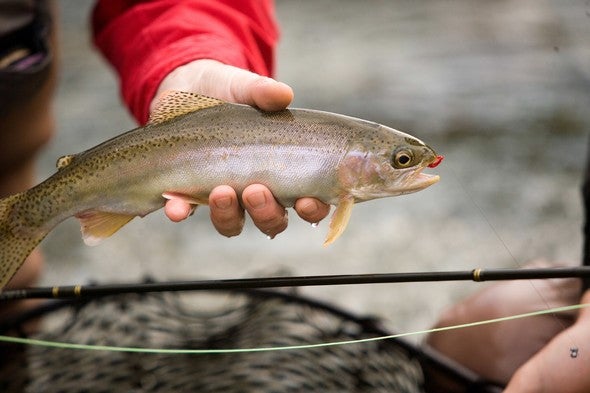 Angler holds rainbow trout