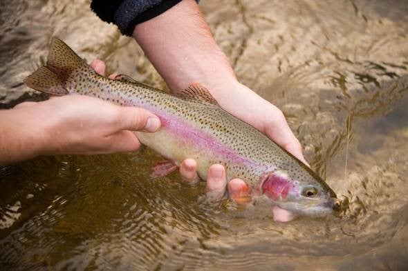 rainbow trout in hands