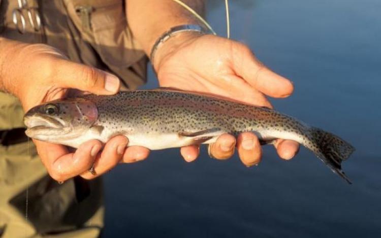 rainbow_trout