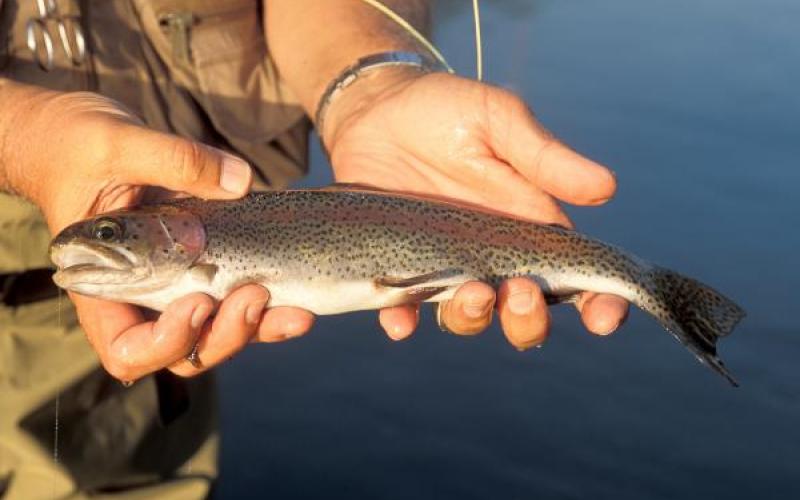 Rainbow Trout