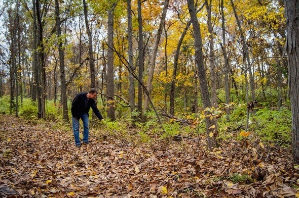 man removes bush honeysuckle in woods