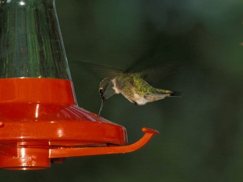 ruby-throated hummingbird at feeder