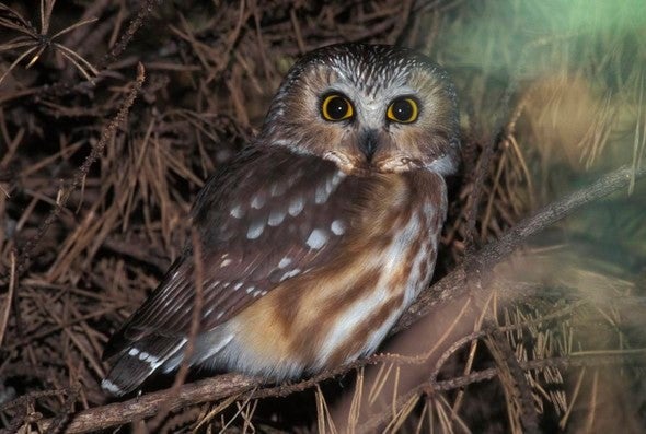 saw-whet owl