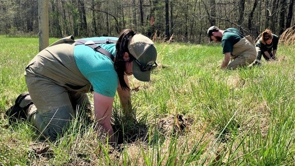 searching for burrowing crayfish