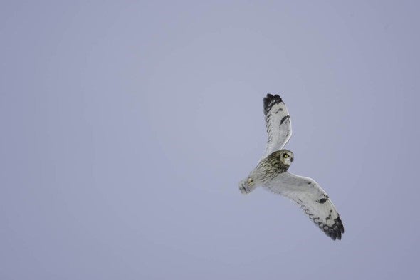 short-eared owl