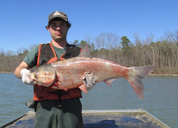 MDC staff person holding silver carp 