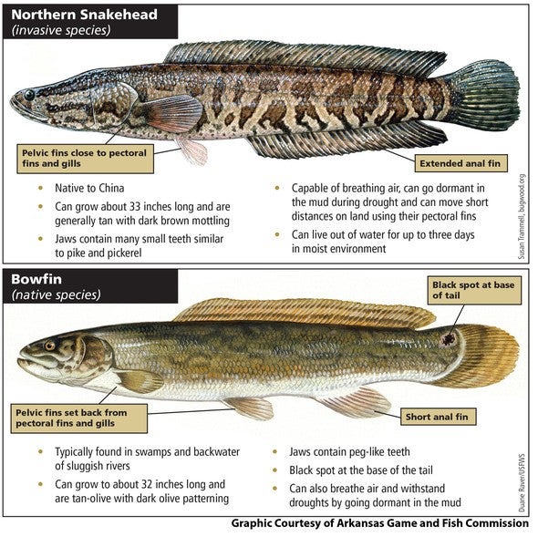 Diagrams of a northern snakehead and a bowfin, which can look similar.