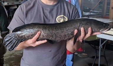 File photo of a snakehead fish provided by AR Game & Fish Commission