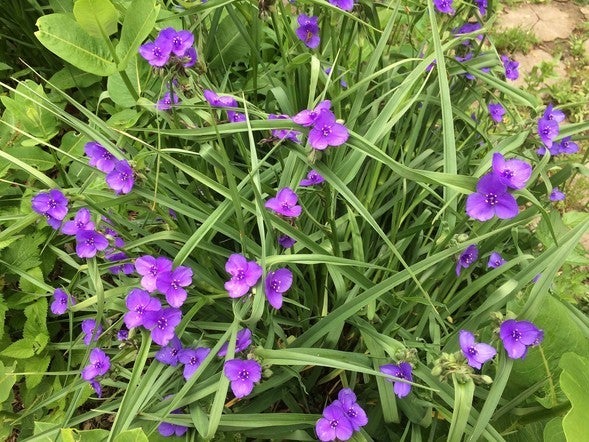 Spiderwort cluster