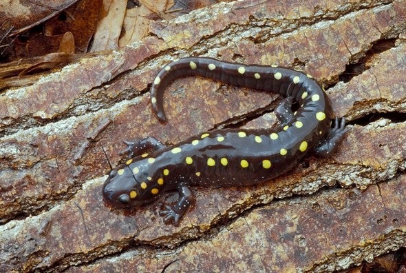 Spotted salamander