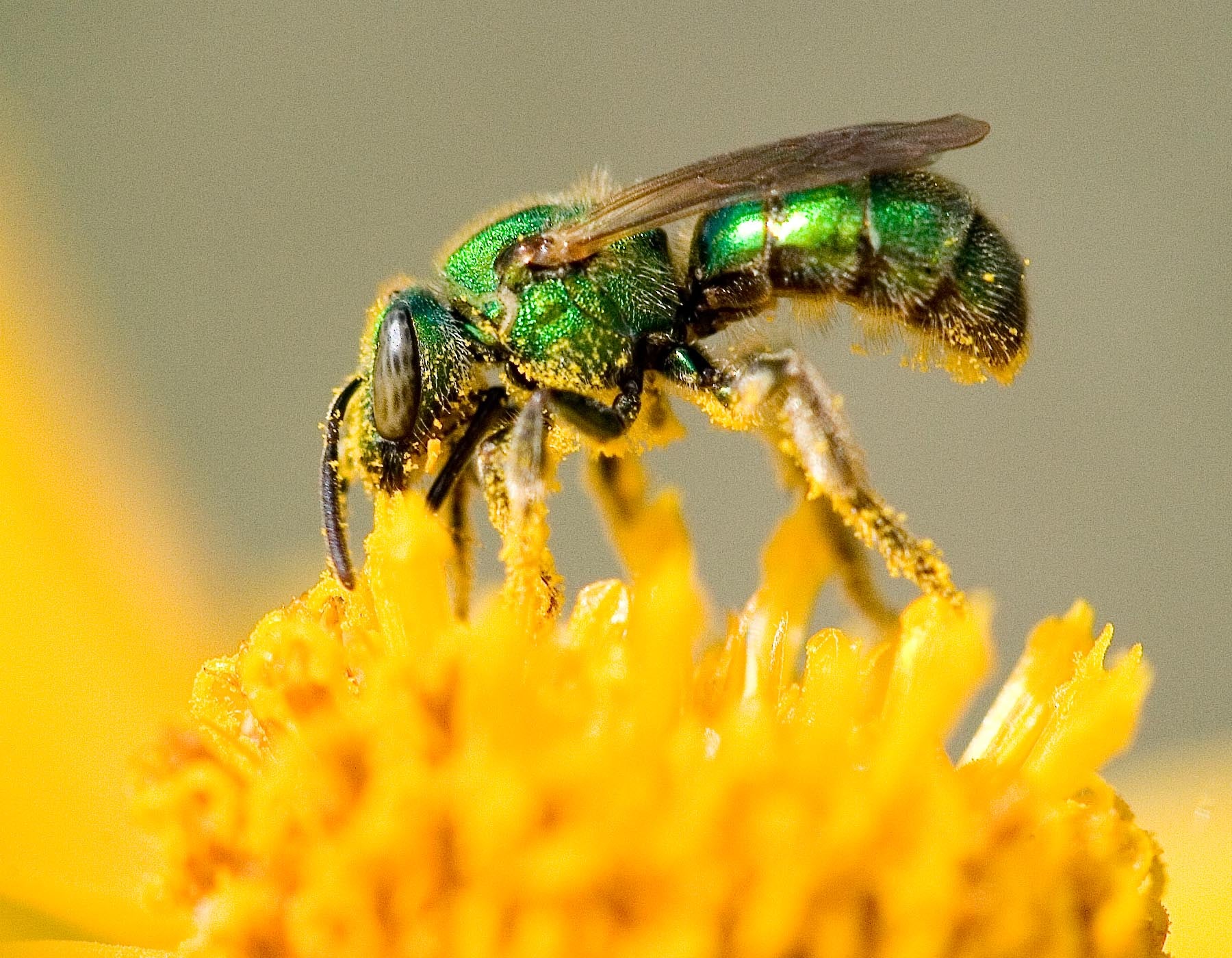 A green sweat bee collects pollen from a flower.