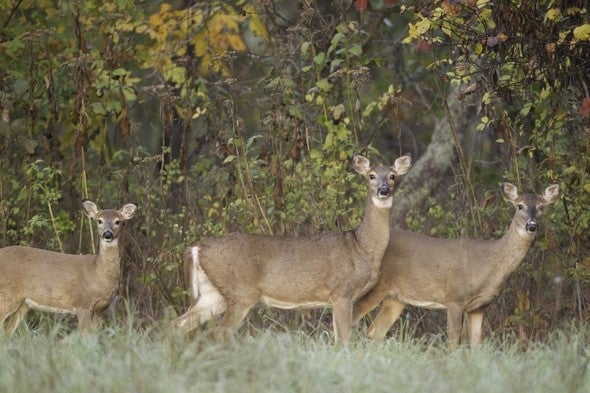 three does in field