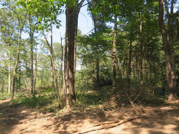 A view of forested property that could be harvested for timber.