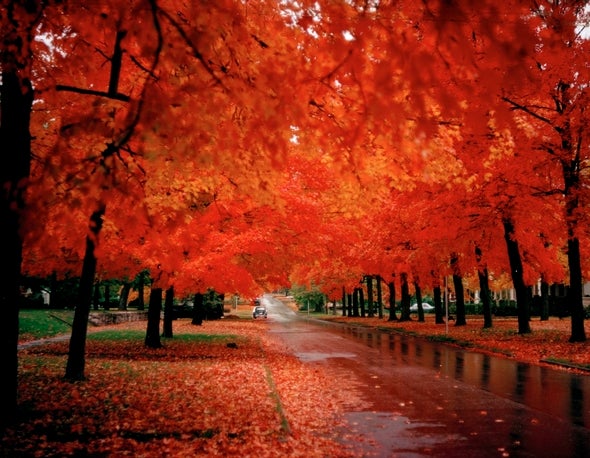 Beautiful trees in the fall.