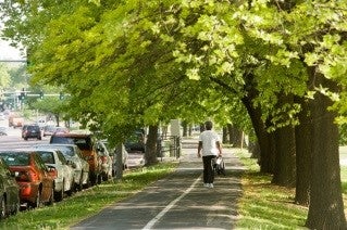man walks under trees in Forest Park 