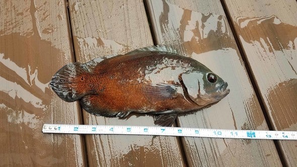 tropical fish