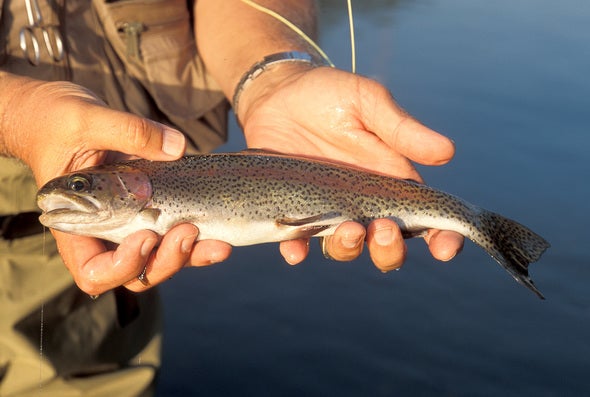 Angler in a stream holding a rainbow trout. 