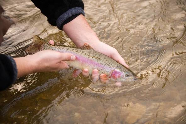 Rainbow Trout
