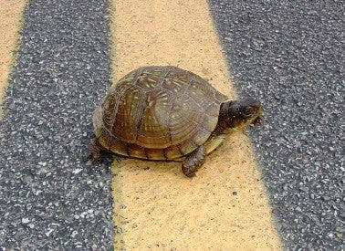 a box turtle crosses a road