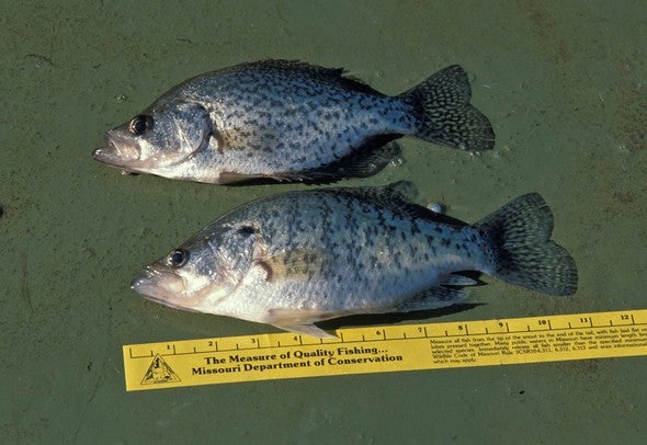 two crappie being measured