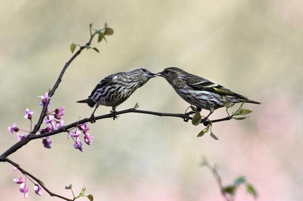 Pine siskins on branch