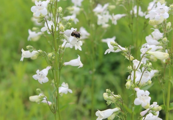 A bee pollinating a white flower. 