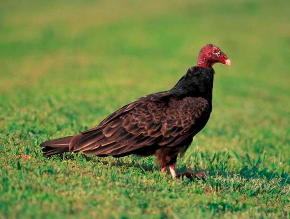 vulture