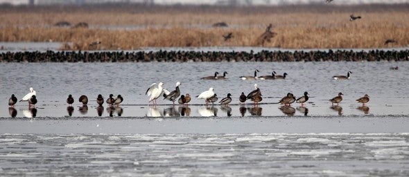 waterfowl on water at Loess Bluffs National Wildlife Refuge