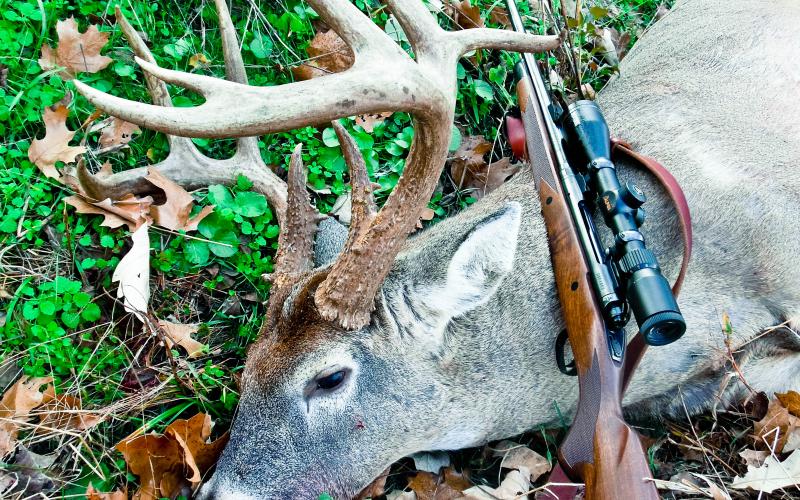 harvested deer with rifle