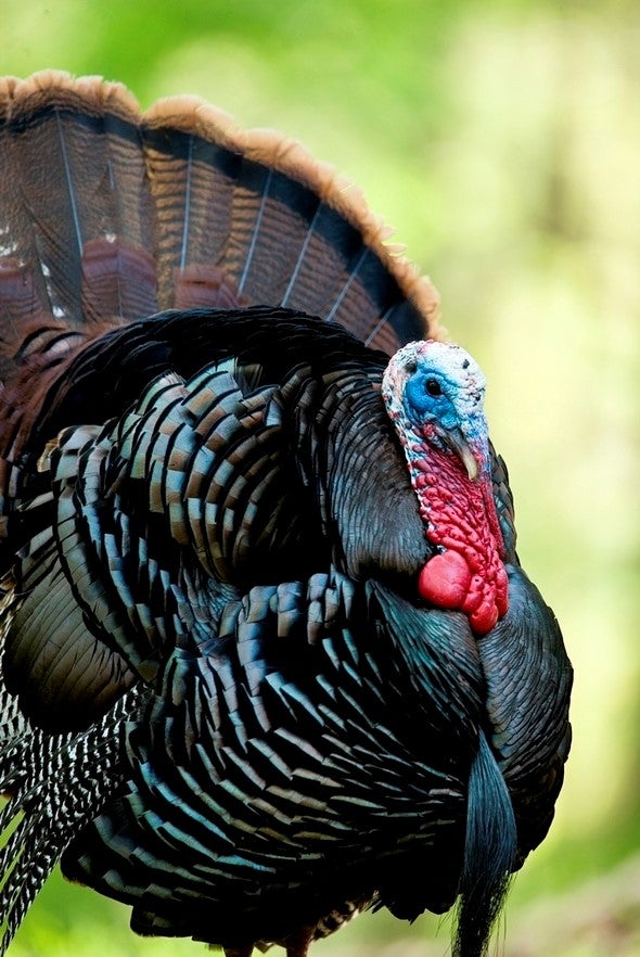 wild tom turkey
