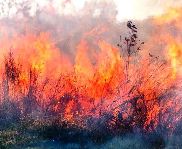 Wildfire in a field