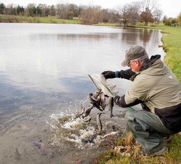 winter trout stocking
