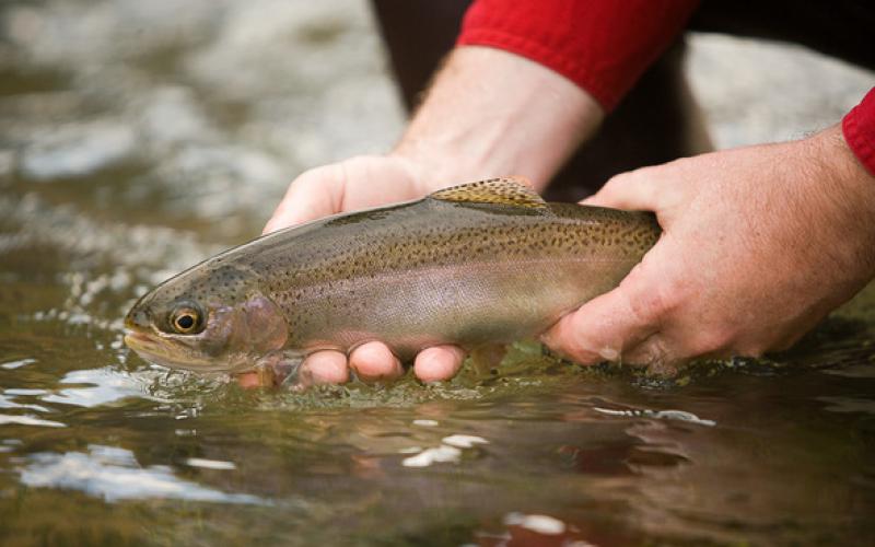 rainbow trout