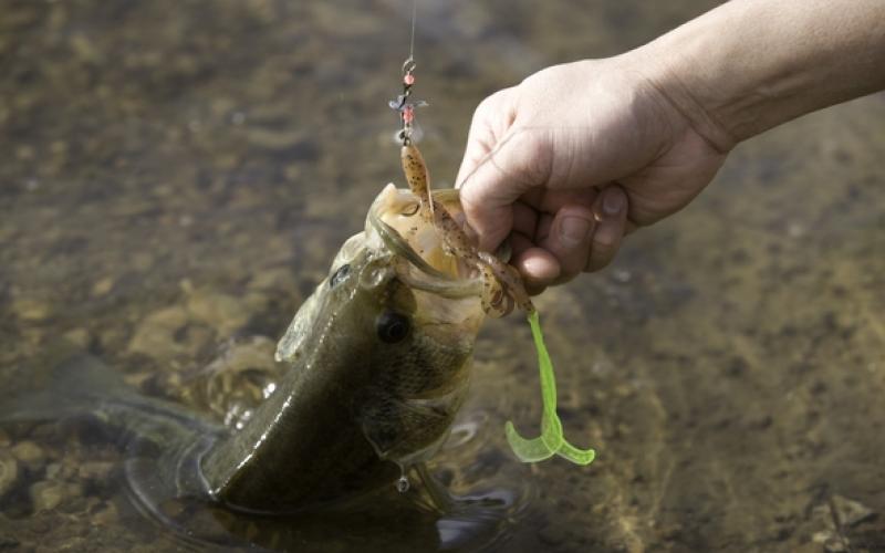 bass fish