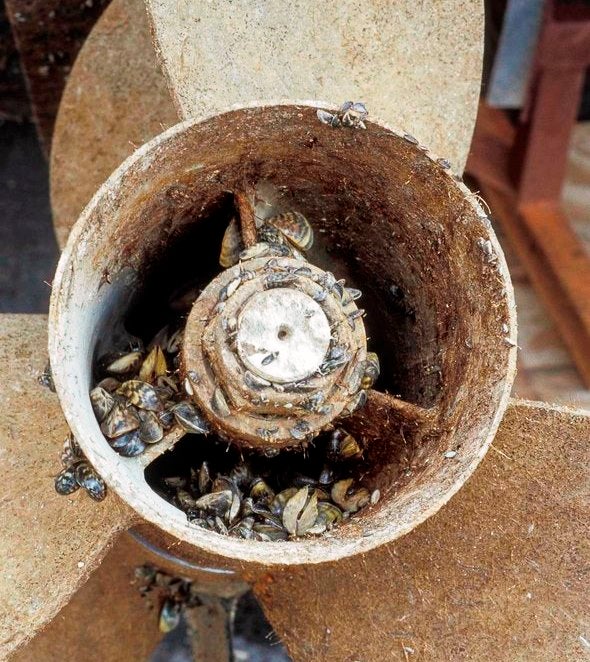 zebra mussels on boat propeller