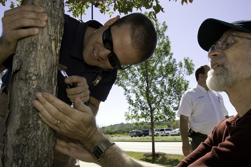 Two men inspect a dying tree, which can be good bird habitat.