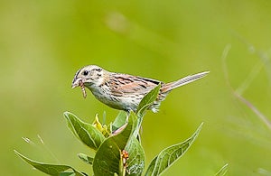 A brown and white bird sits on the end of a branch. It has a piece of nest material in its beak.