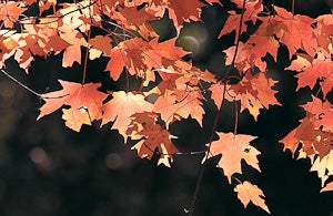 Photo of reddish orange sugar maple leaves in fall
