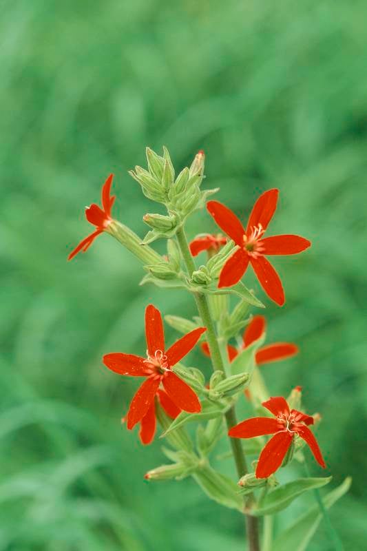 Royal Catchfly (Silene regia)