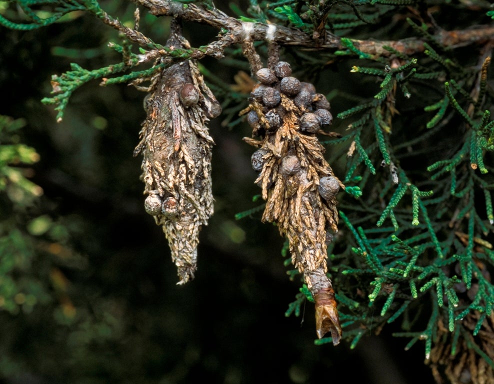 Photo of two bagworm bags on red cedar