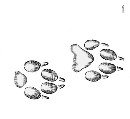 Illustration of a single coyote track