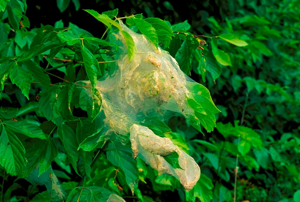 Fall webworm tent on the branch tips of a box elder tree