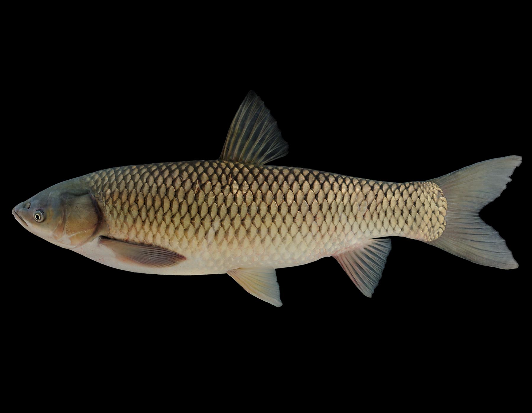 Grass carp side view photo with black background