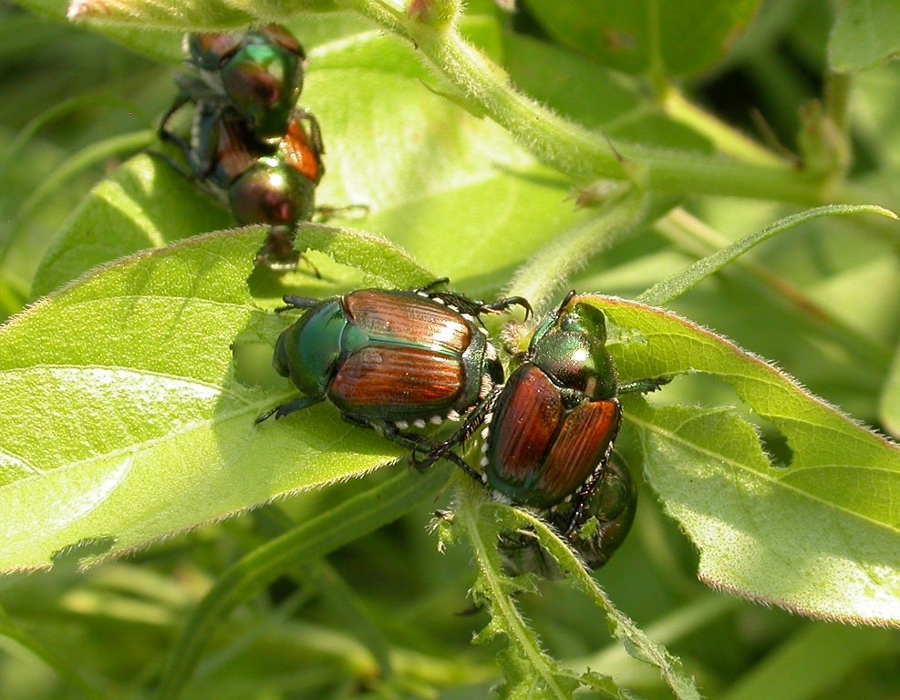 Several Japanese beetles feeding on leaves