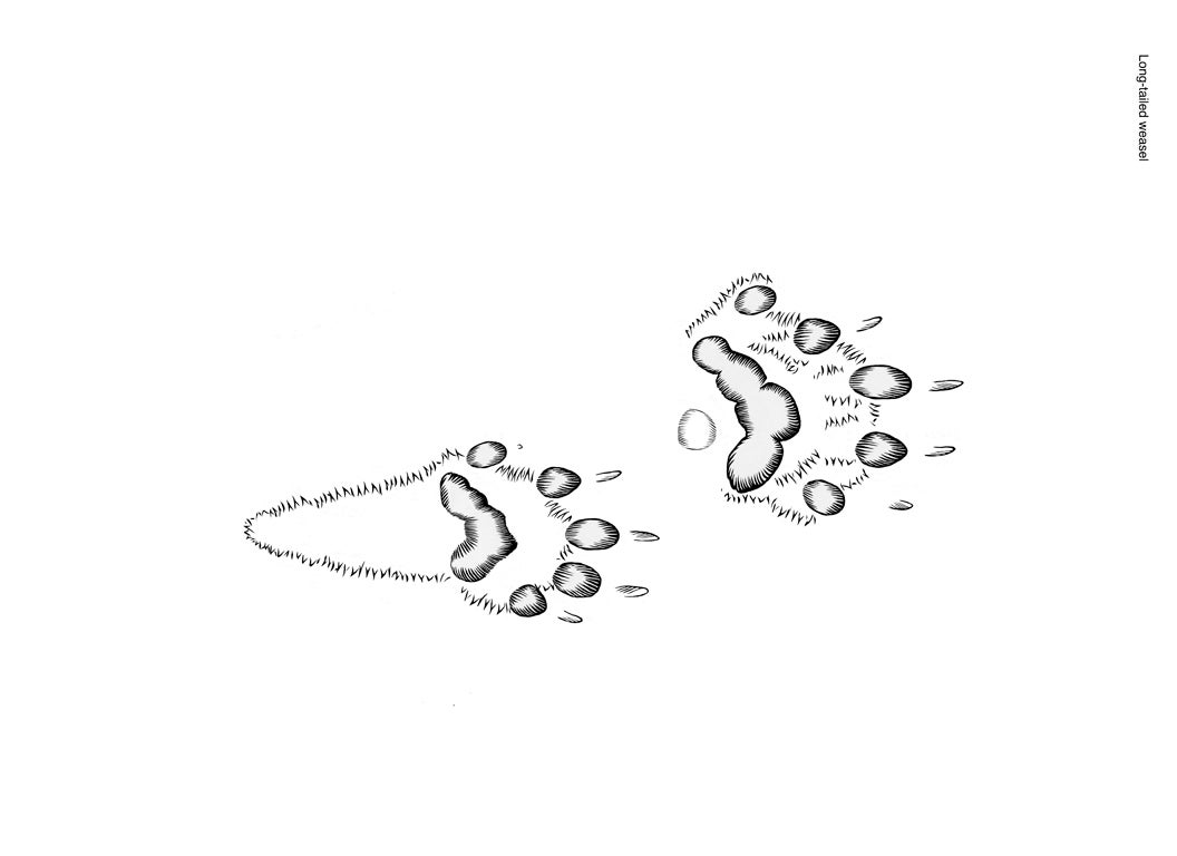 Illustration of long-tailed weasel tracks