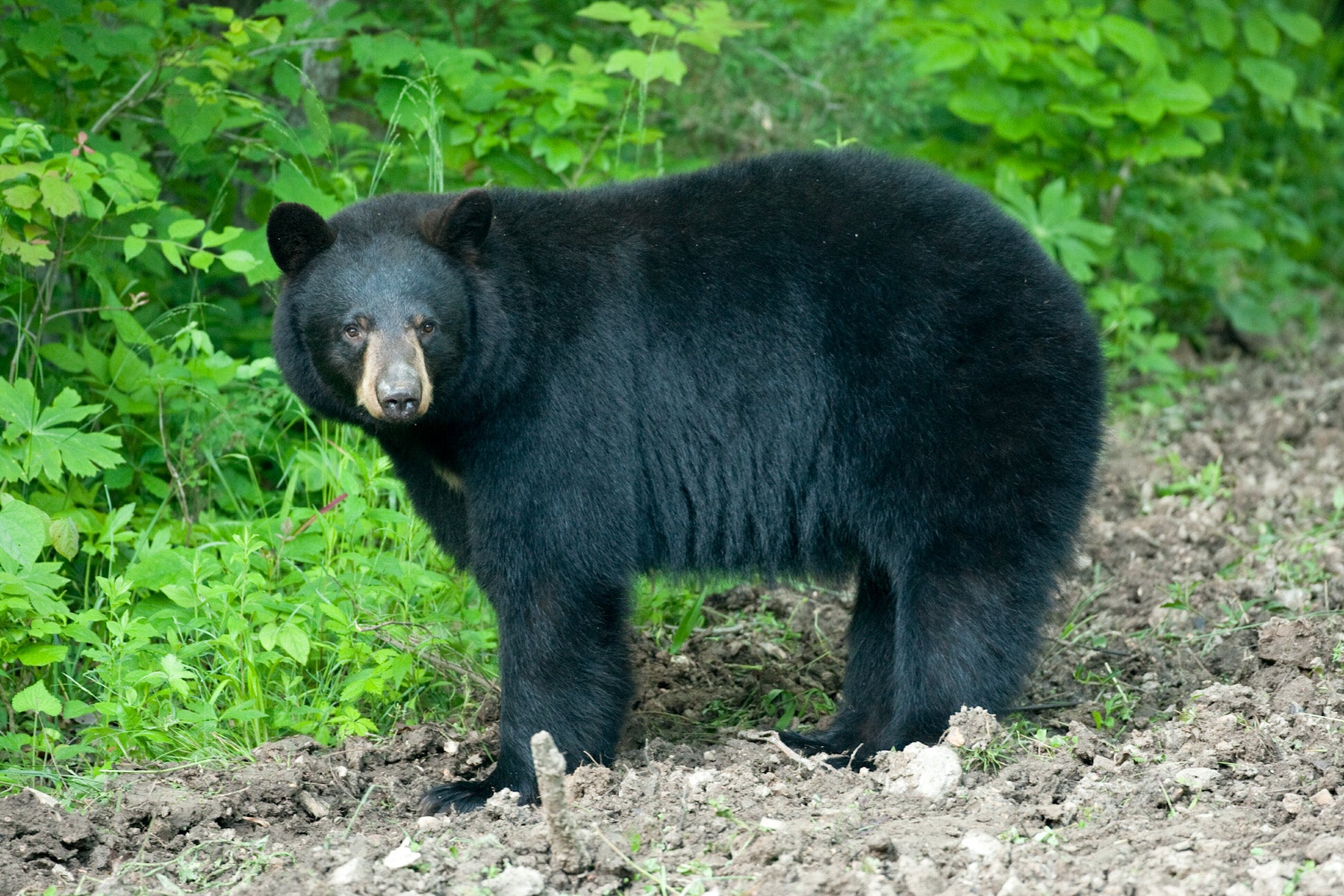 Female American black bear