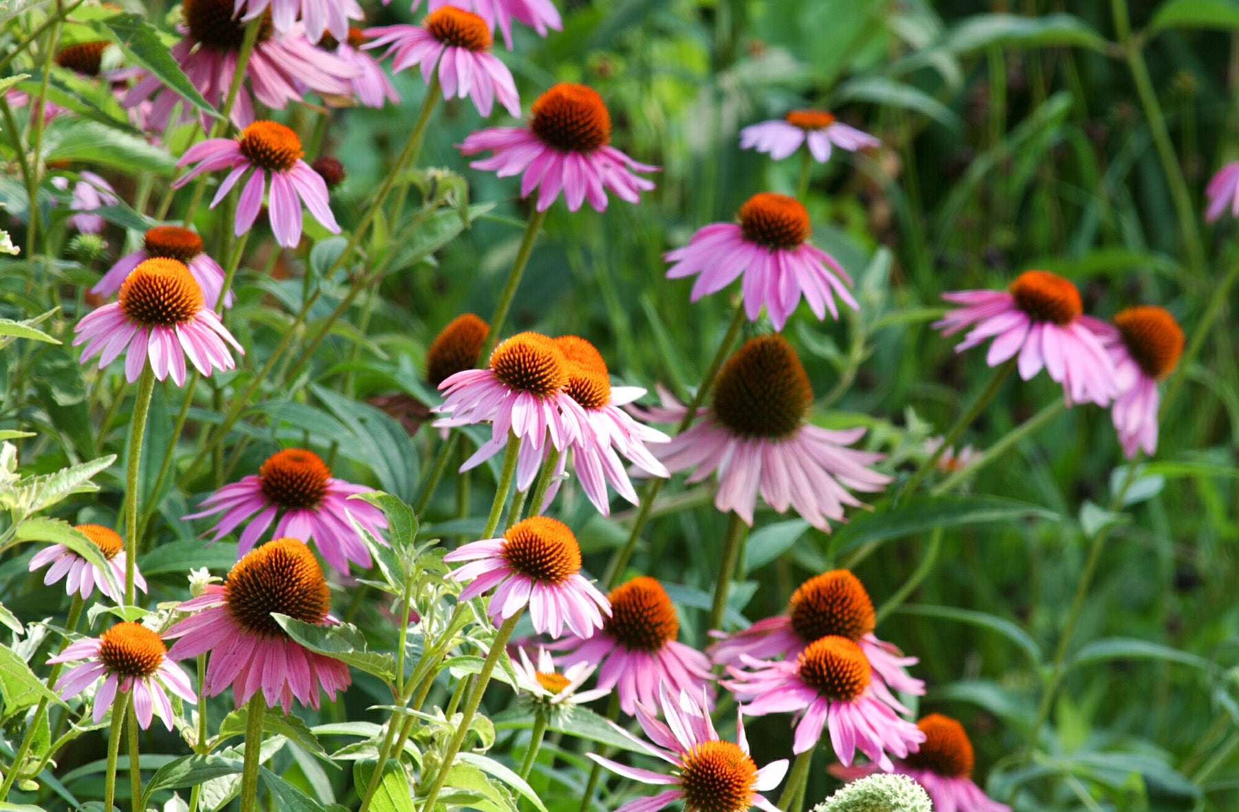 Photo of several purple coneflower plants in bloom