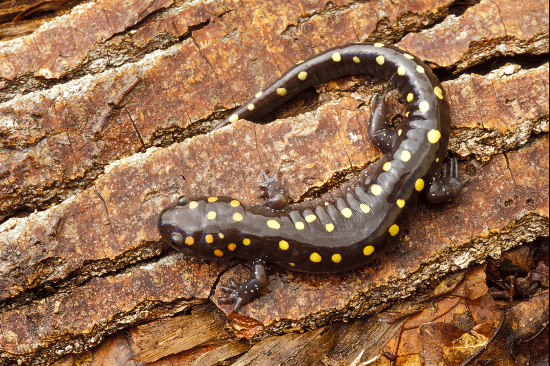 Image of a spotted salamander