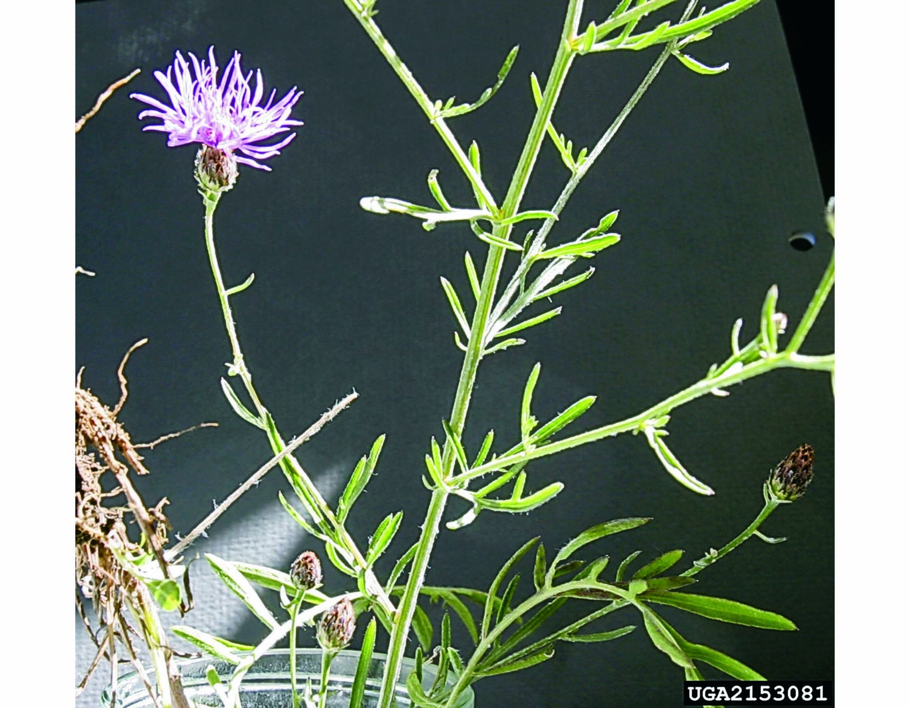 Photo of spotted knapweed plant showing foliage and growth habit
