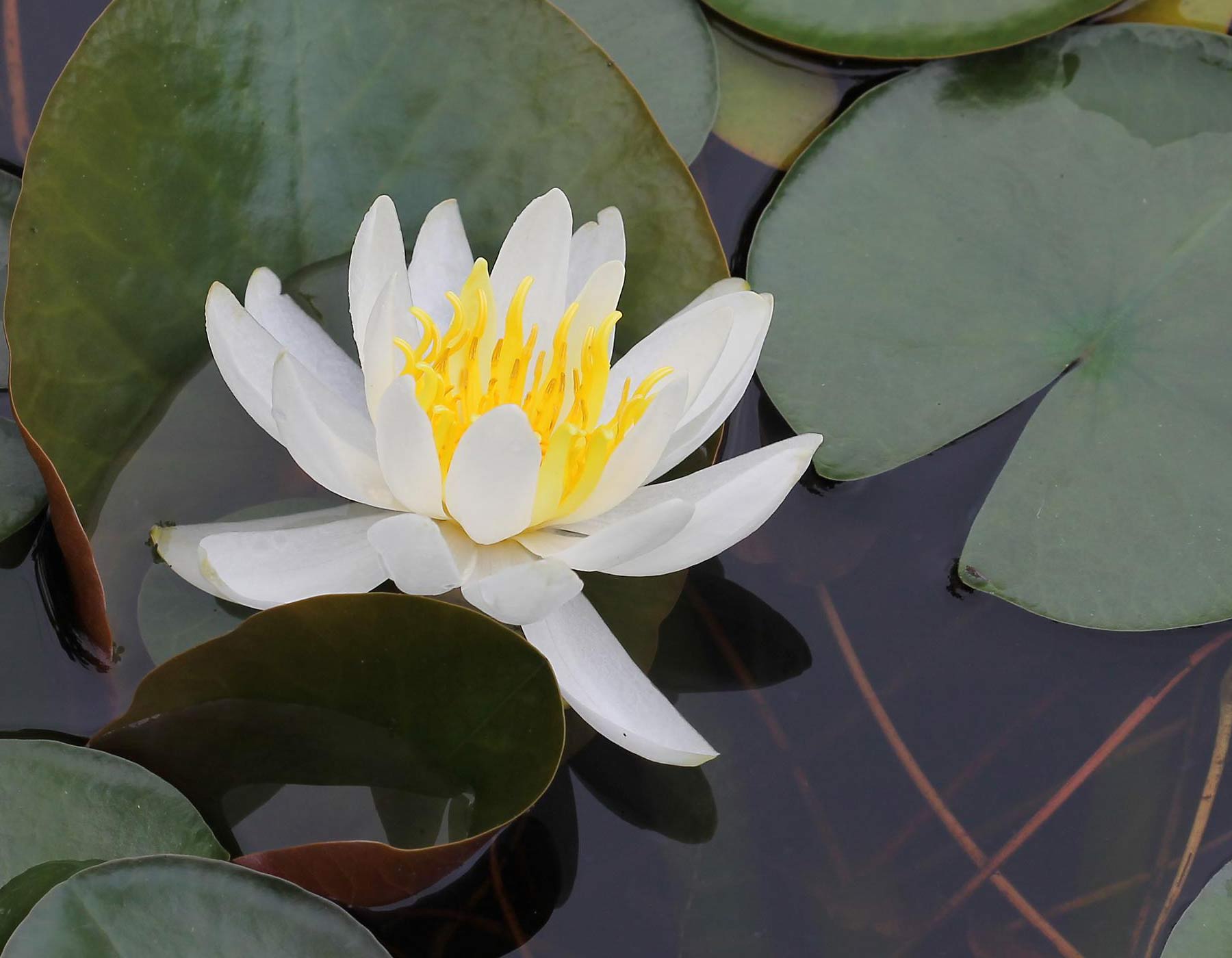Photo of fragrant water lily flower with lilypads